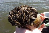 Zebra mussels cover native mussels