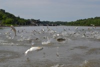 Silver carp leaping out of the water