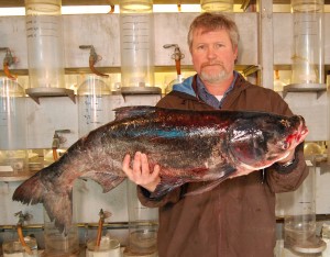 A bighead carp found in the St. Croix River at Prescott in April 2011 (Minnesota DNR photo)