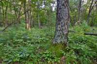 Buckthorn-free forest