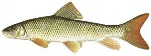 Shorthead Redhorse Shorthead Redhorse