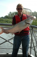 An invasive Silver carp,