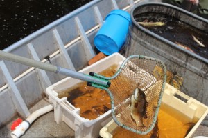 st-croix-river-fish-sampling-smallmouth