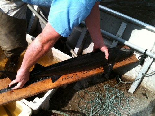 St. Croix River sturgeon