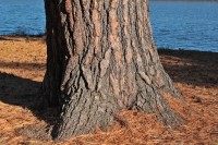White pine on the banks of the St. Croix River