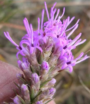 Dotted blazing star, photo by Merel R. Black via UW - Stevens Point