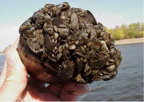 mussels zebra mussel croix epa st natural river