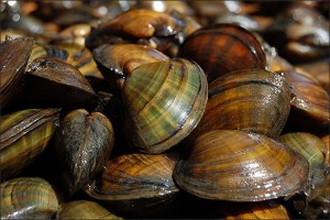 Higgins eye mussel (USFWS photo)