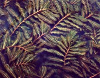 Curly leaf pondweed