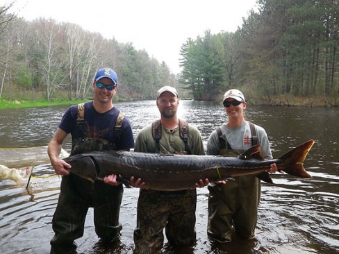 Lake Sturgeon in the Yellow River, Burnett County, WI-Photo by Jeffrey Kampa, Wisconsin DNR