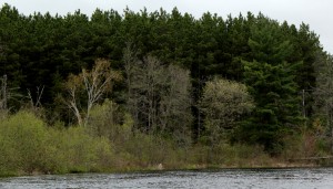 Red pine plantation on the Namekagon River