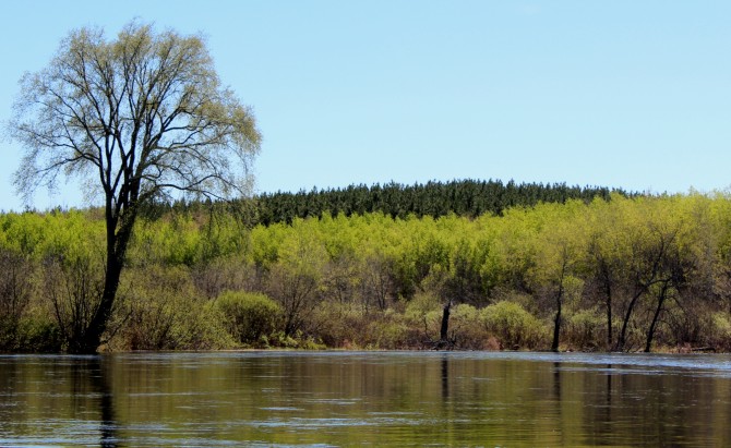 Pine plantation on the Namekagon River
