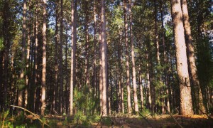 Red pine plantation near Trego, Wis. (Photo by Andy Wright)