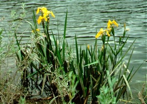 Invasive Yellow Iris