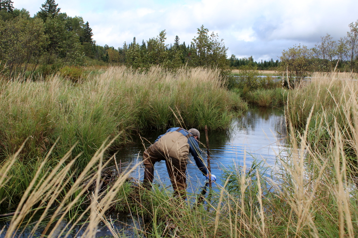 Researcher Nathan Evans takes a water sample from the creek below a beaver dam.