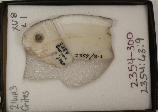 Oneota mussel shell fishing lure from the Sheffield Site.