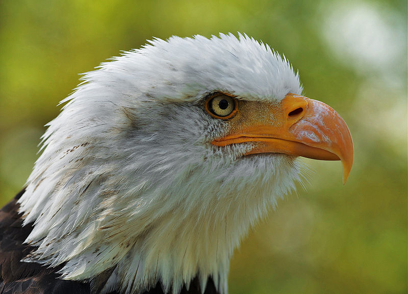 Eagle event will feature live birds
