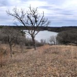 Restoration area at Belwin Conservancy