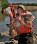 A U.S. Fish and Wildlife Service volunteer holds a bighead carp (USFWS photo)
