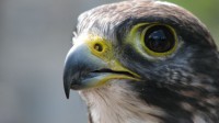 Peregine Falcon