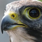 Peregine Falcon Peregine Falcon