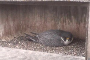 Just another day on the nest Just another day on the nest