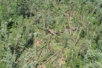 St. Croix State Park storm damage photo