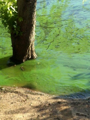 St. Mary's Point algae bloom on the St. Croix River St. Mary's Point algae bloom on the St. Croix River
