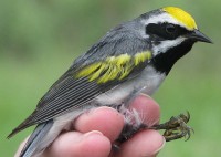 Golden winged warbler Golden winged warbler