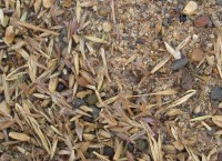 Seeds