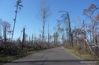 Blowdown damage at St. Croix State Park in October 2011