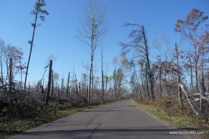 Blowdown damage at St. Croix State Park in October 2011