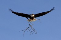 St. Croix River region's bald eagles make big recovery over 45 years A bald eagle carries a branch to its nest along the St. Croix River
