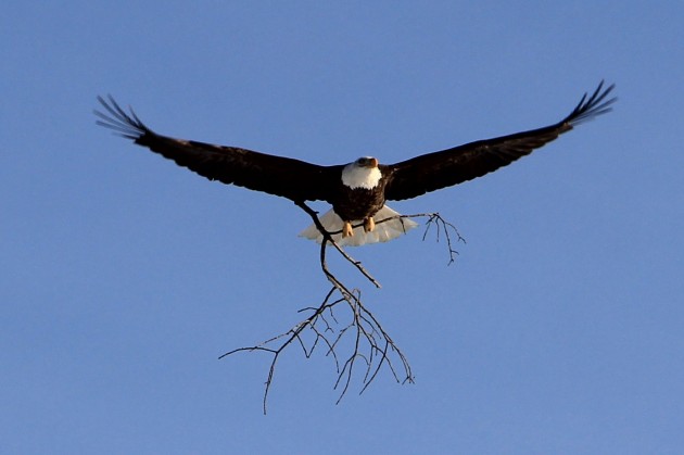 A bald eagle carries a branch to its nest along the St. Croix River