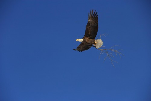 A bald eagle carries a branch to its nest along the St. Croix River A bald eagle carries a branch to its nest along the St. Croix River
