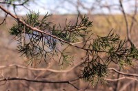 Juniper and river
