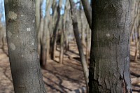 Bottomland