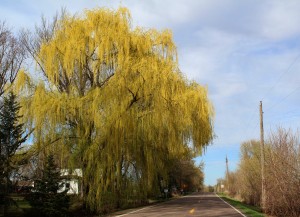 The willows stole the show today.