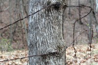 Wire and wood
