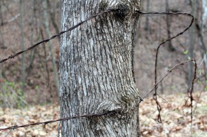 Wire and wood