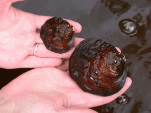 Winged mapleleaf mussel in the St. Croix River Winged mapleleaf mussel in the St. Croix River