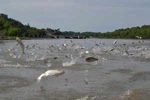 Silver carp leaping out of the water