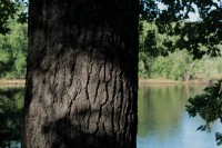 Shadows and water