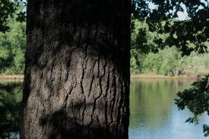 Shadows and water
