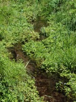Spring Creek