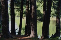 St. Croix pines