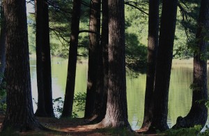 St. Croix pines