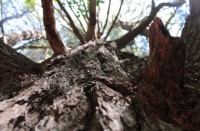 A white pine with a story to tell