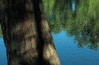 Photo gallery: White pines and water