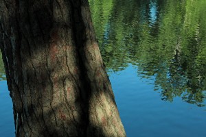 Pine and water